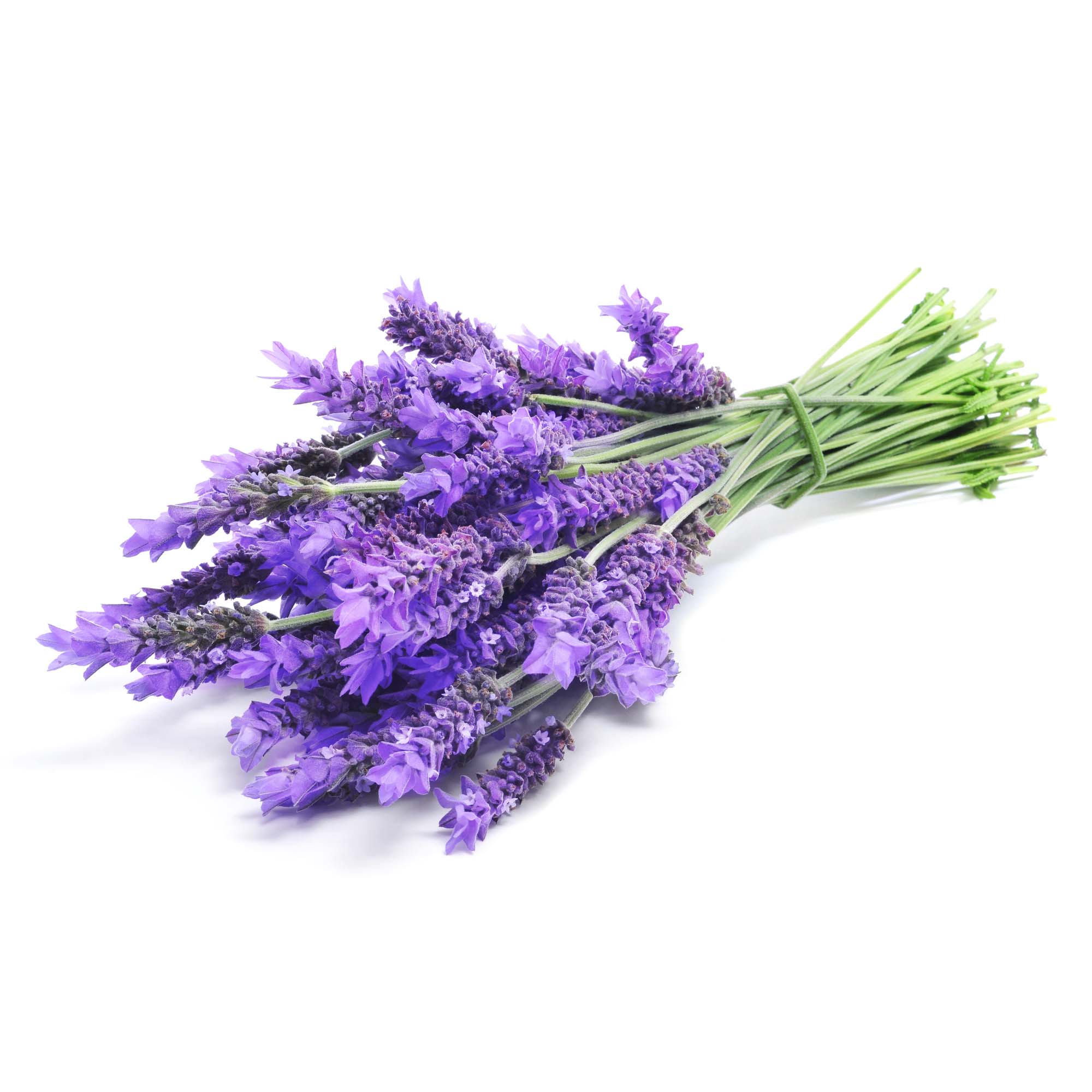 Lavander (Lavanda) - Cavazos Texas Natural Store