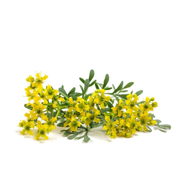 Rue Leaves (Ruda Leaves) - Image 2